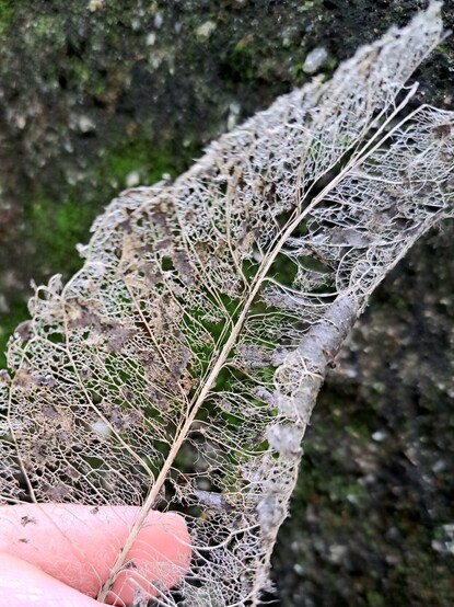 A hand holding a skeleton leaf against a wall of moss.