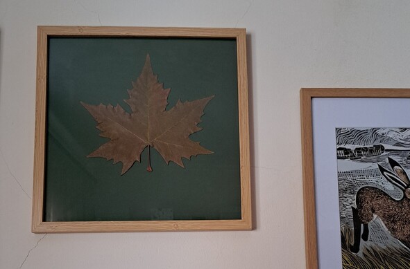 A leaf in a frame in a wall
