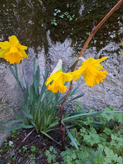 A bunch of planned daffodils, next to a wall with some moss.