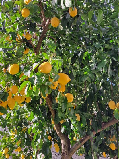 tree with green leaves and lemons
