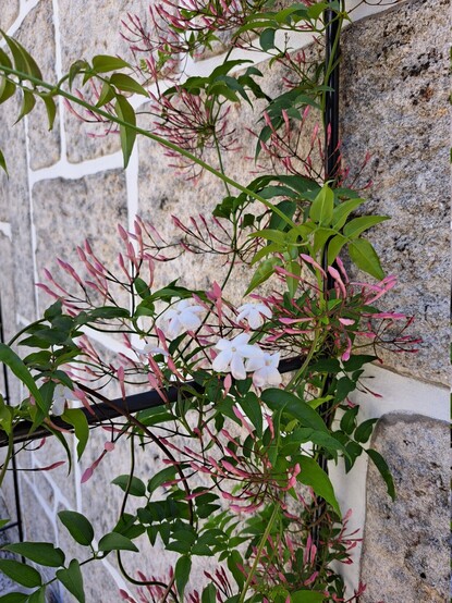 Part of jasmine plant with some white flowers running through a trellis next to a wall