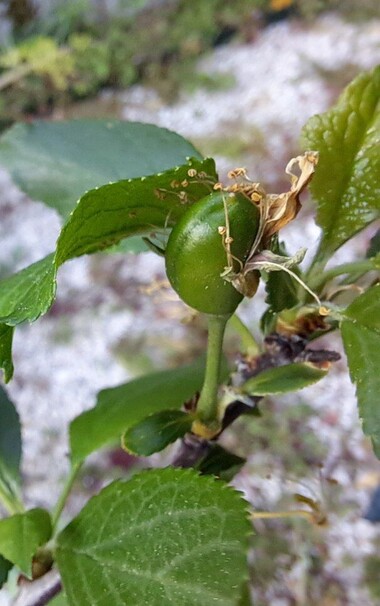 A detail of a young tree showing a little green plum