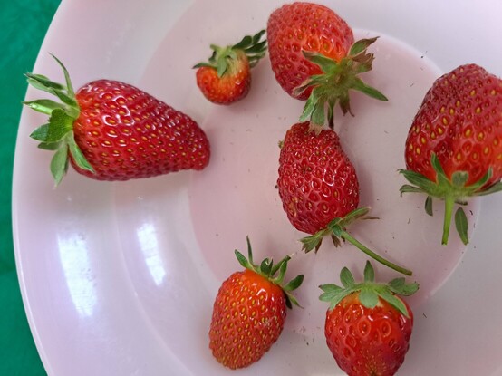 Some strawberries in pink plate over a green table cloth