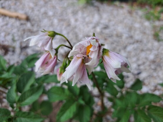 A potato plant with flower
