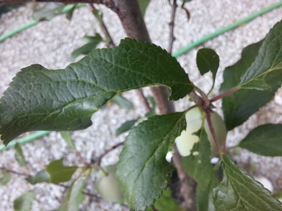 Some eaten leaves from a plum tree