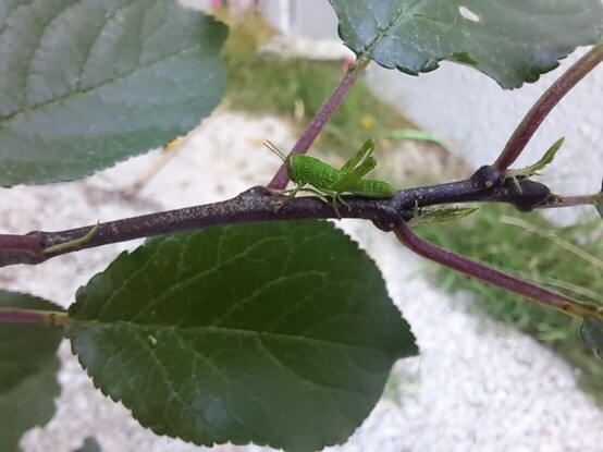 A grasshopper in branch of a plum tree