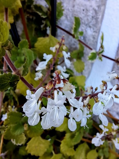 A photo of Swedish ivy, a green plant with small leaves, with their white flowers, against a stone wall.