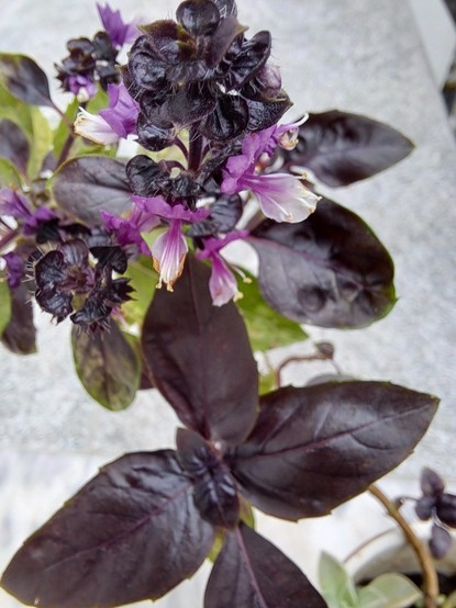 Pink and white flowers with very dark purple leaves of a purple basil