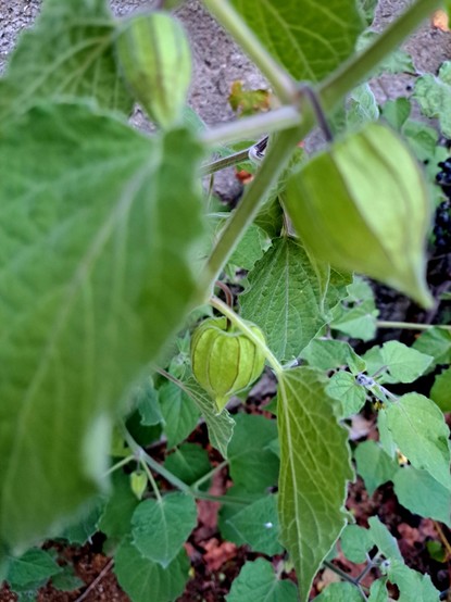 A photo of the green plant Physalis with some fruits still green