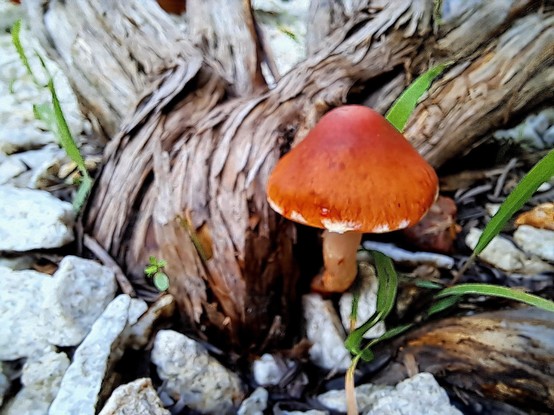 An orange mushroom next to a dried wood
