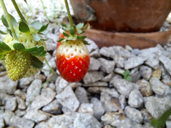 Sone green and red strawberries dropping from a vase