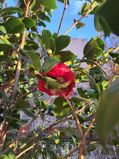A red camellia between green foliage lighted by 7 am sun