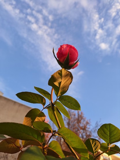 A pink rose against the blue sky with leaves lighter by 7 am sun
