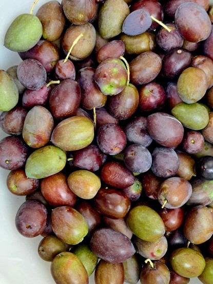 A bunch of just picked olives