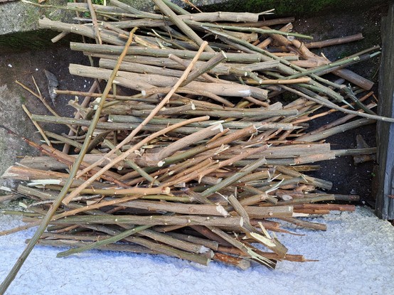 Cutted branches from pruning a lemon tree back in the summer