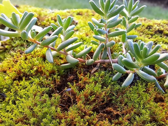 A close up of a green succulent in moss from a wall