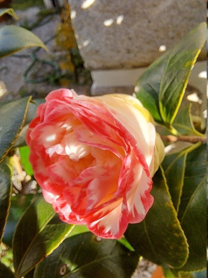 A close shot of a camellia flower not fully open with white petals with pink in the edges and some sun here and there. Around part of a wall and some green leaves.