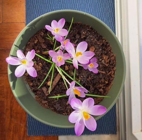 Purple crocus in a green vase