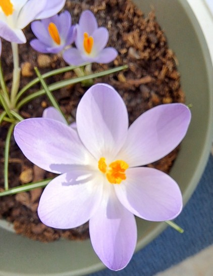 Close up of crocus flowers