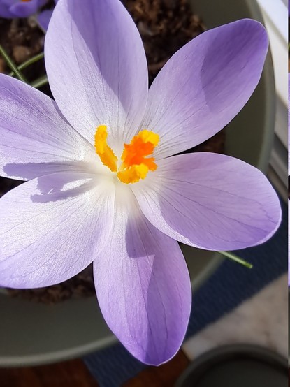 Close up of crocus flowers