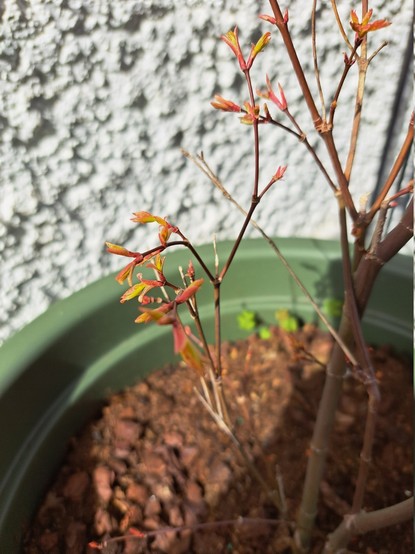 A maple tree beginning to sprout, in a green pot close to a white wall