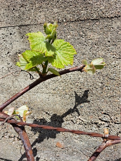 A detail of a grape vine with green leaves against a wall