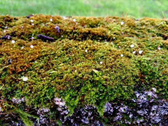 Small pieces of hail on the wall moss