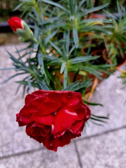 Um cravo vermelho aberto e outro em botão num vaso.