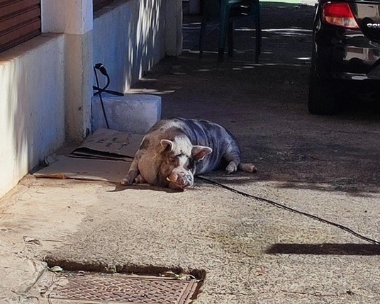 Um porco deitado na calçada.