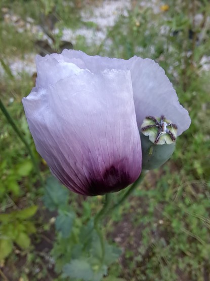 A purple poppy in a small field