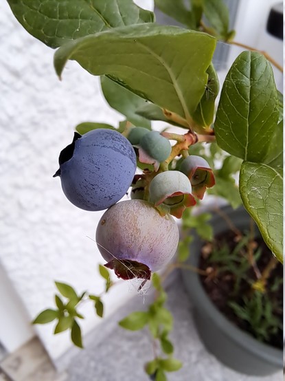 A blueberry bush in a vase with some blueberries almost blue
