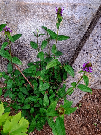 Planta Prunella Vulgaris da família da menta, com várias hastes com folhas verdes e flores roxas.