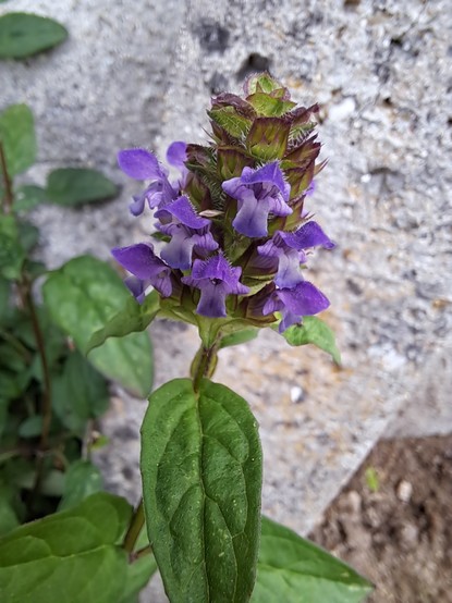 Pormenor da flor da Prunella Vulgaris