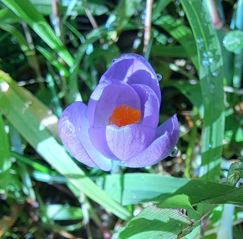 A mauve crocus with yellow stems in the middle of green weeds