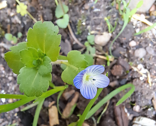 A blue very little flower with some green foliage 