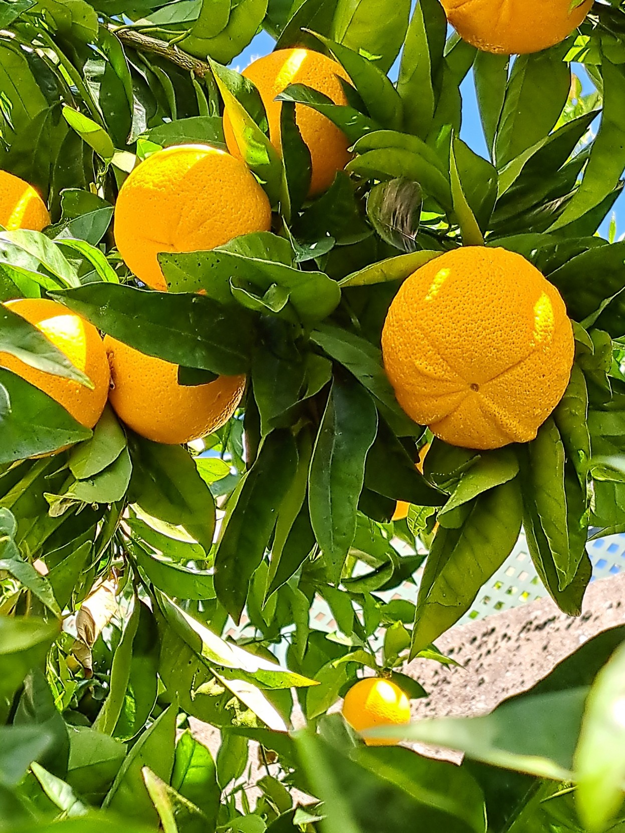 A bunch of oranges still in the tree