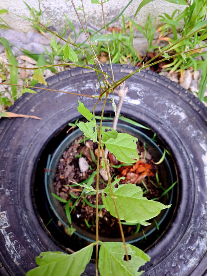 A very small and young wisteria with the leaves eaten by snails