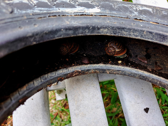 An old and small tire with snails inside