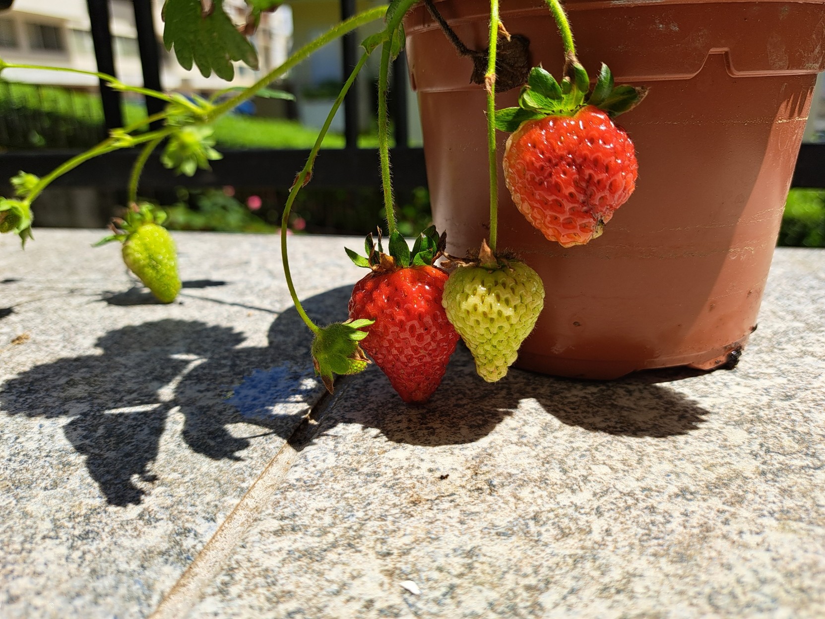 The first strawberries of 2025