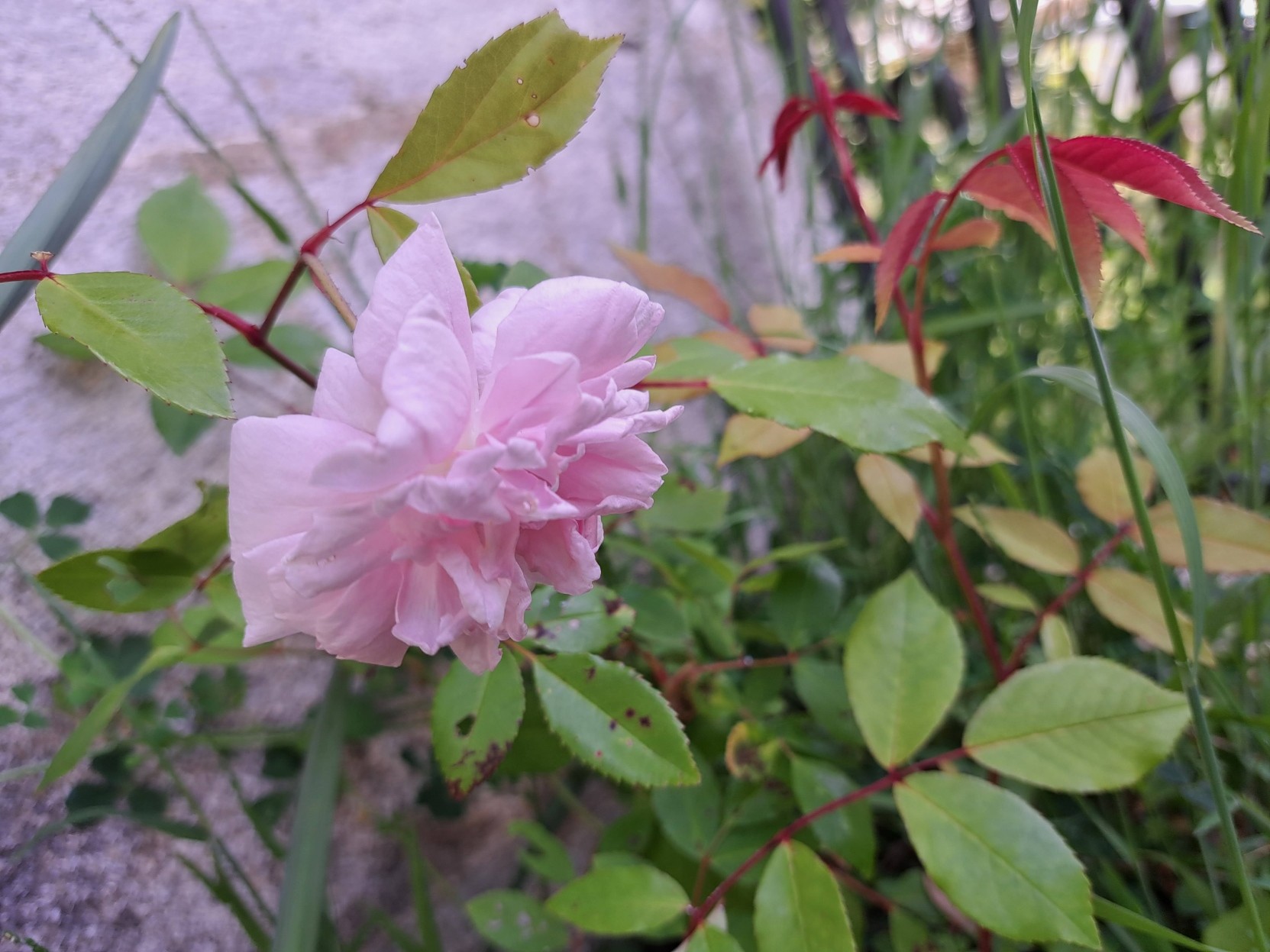Our first &ldquo;Cécile Brünner&rdquo; rose ever.