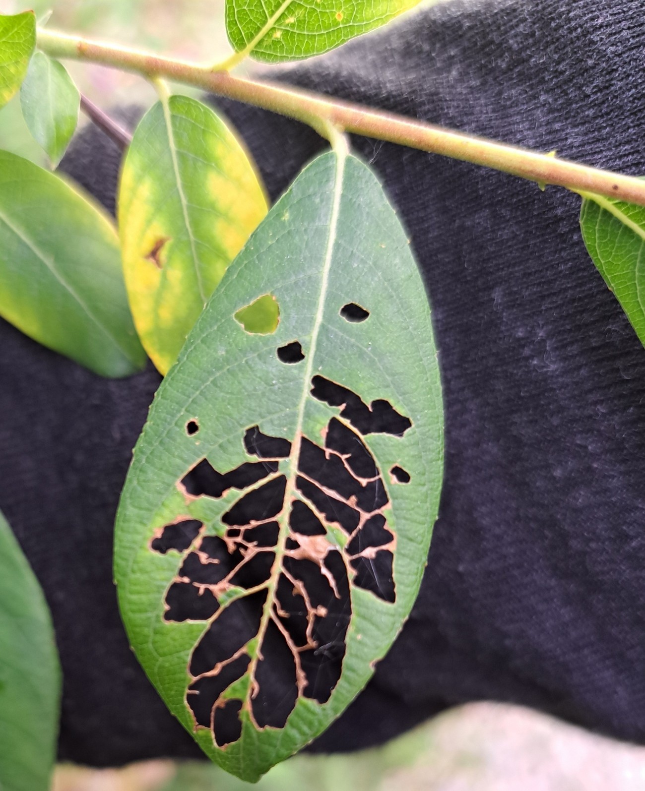 Gardens aren&rsquo;t owned, only inhabited. And not just by gardeners&hellip; some will make their homes there - or their restaurants. In this picture, an eaten leaf.