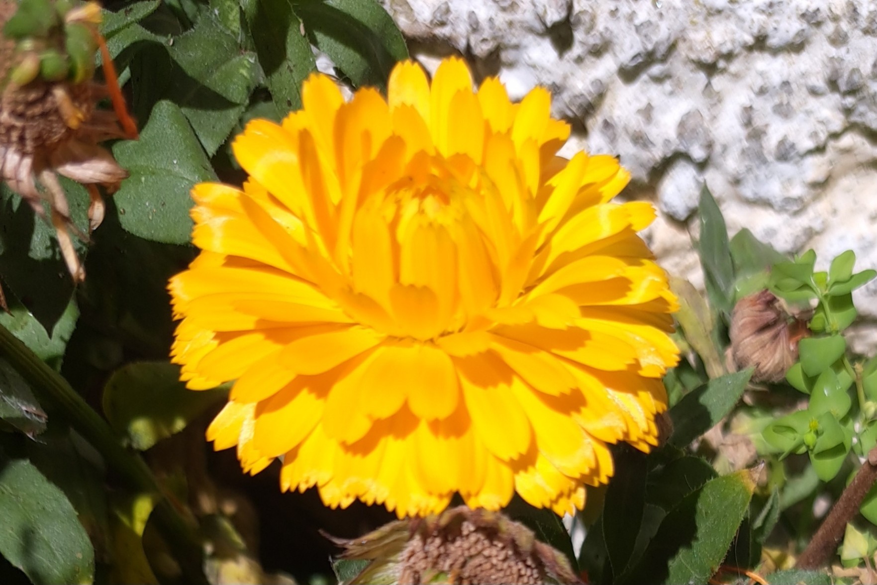The public garden was throwing flowers away - a bag full of them was brought over my garden and replanted. At least one of the plants enjoyed its new home, and this is a picture of it, a bright orange flower shining under the sun.