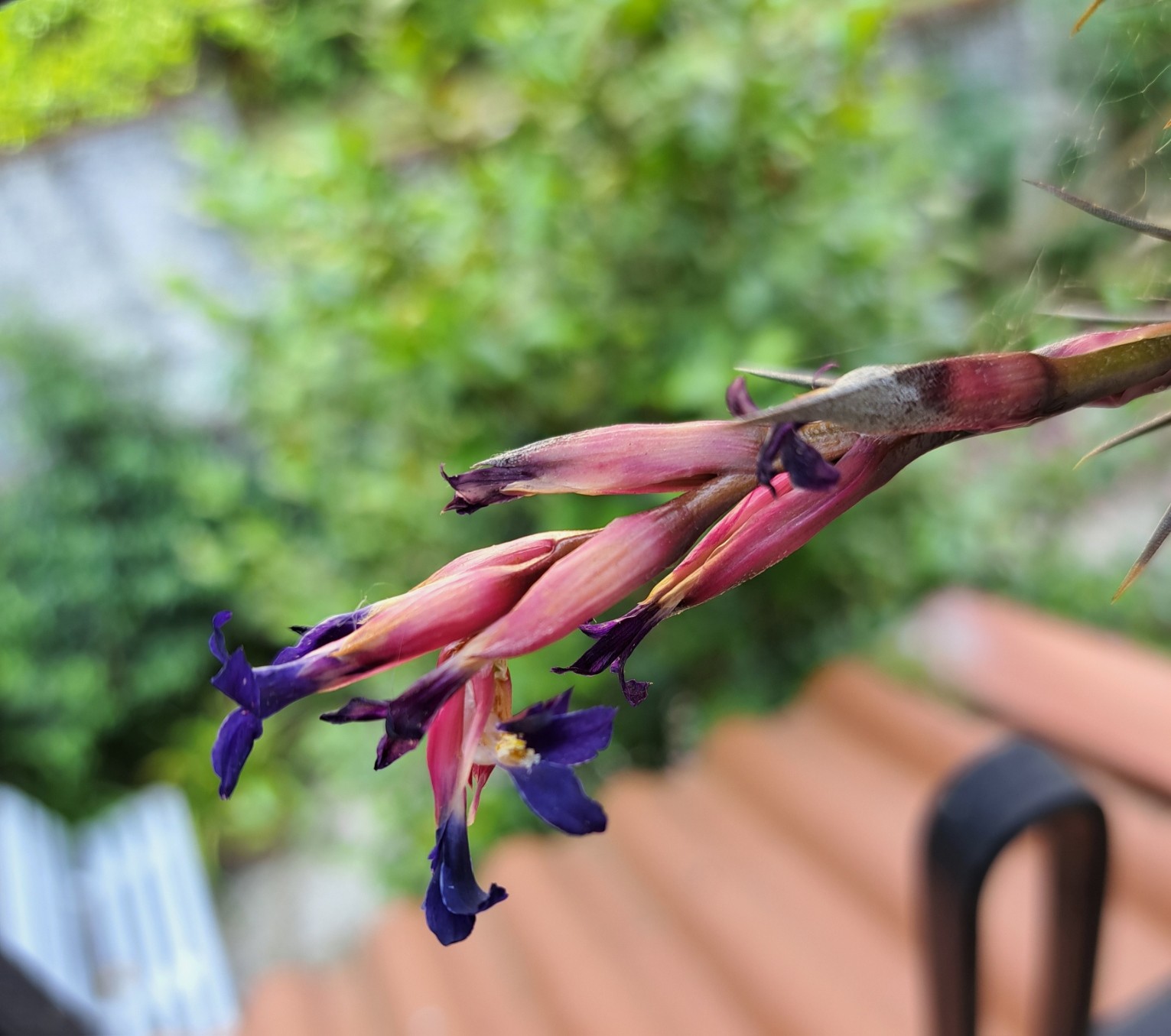 A flower in its last day(s)