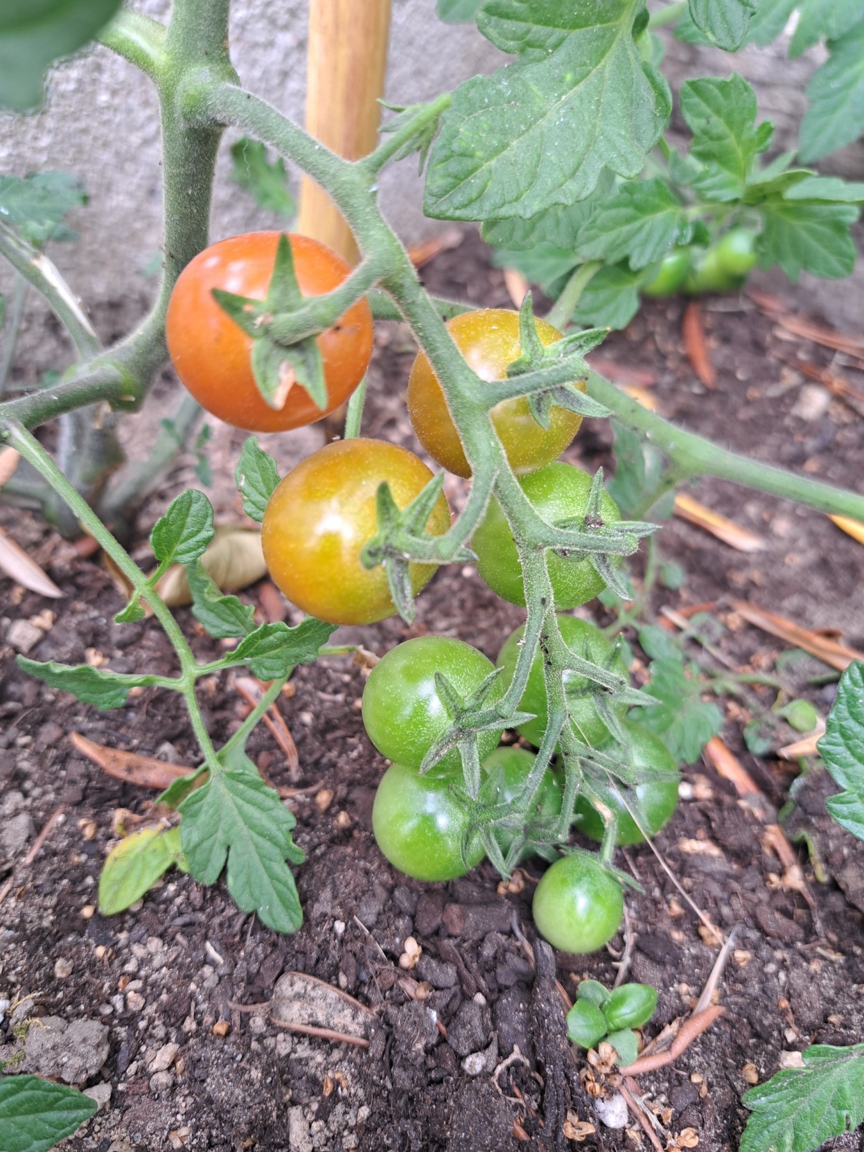 Baby tomatoes starting to get red