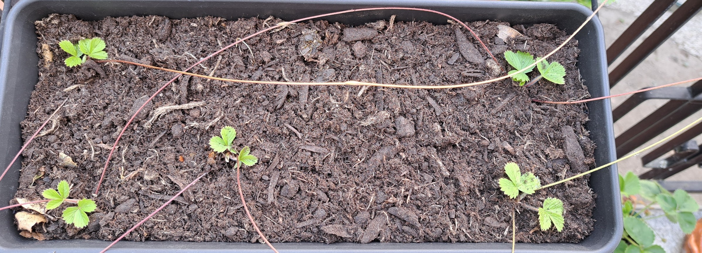 Live wire patching without making music: patching a new vase of wild strawberries instead