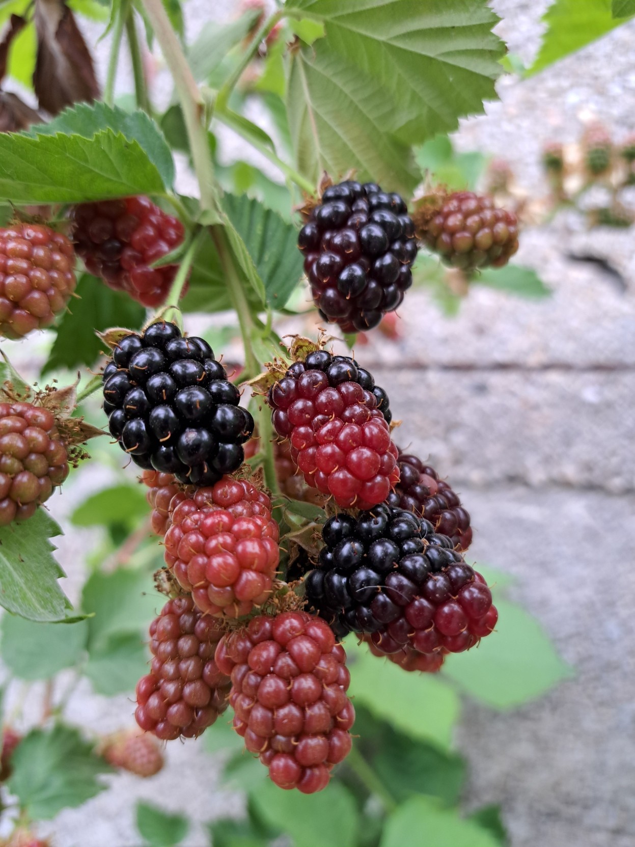 Blackberries going from red to black