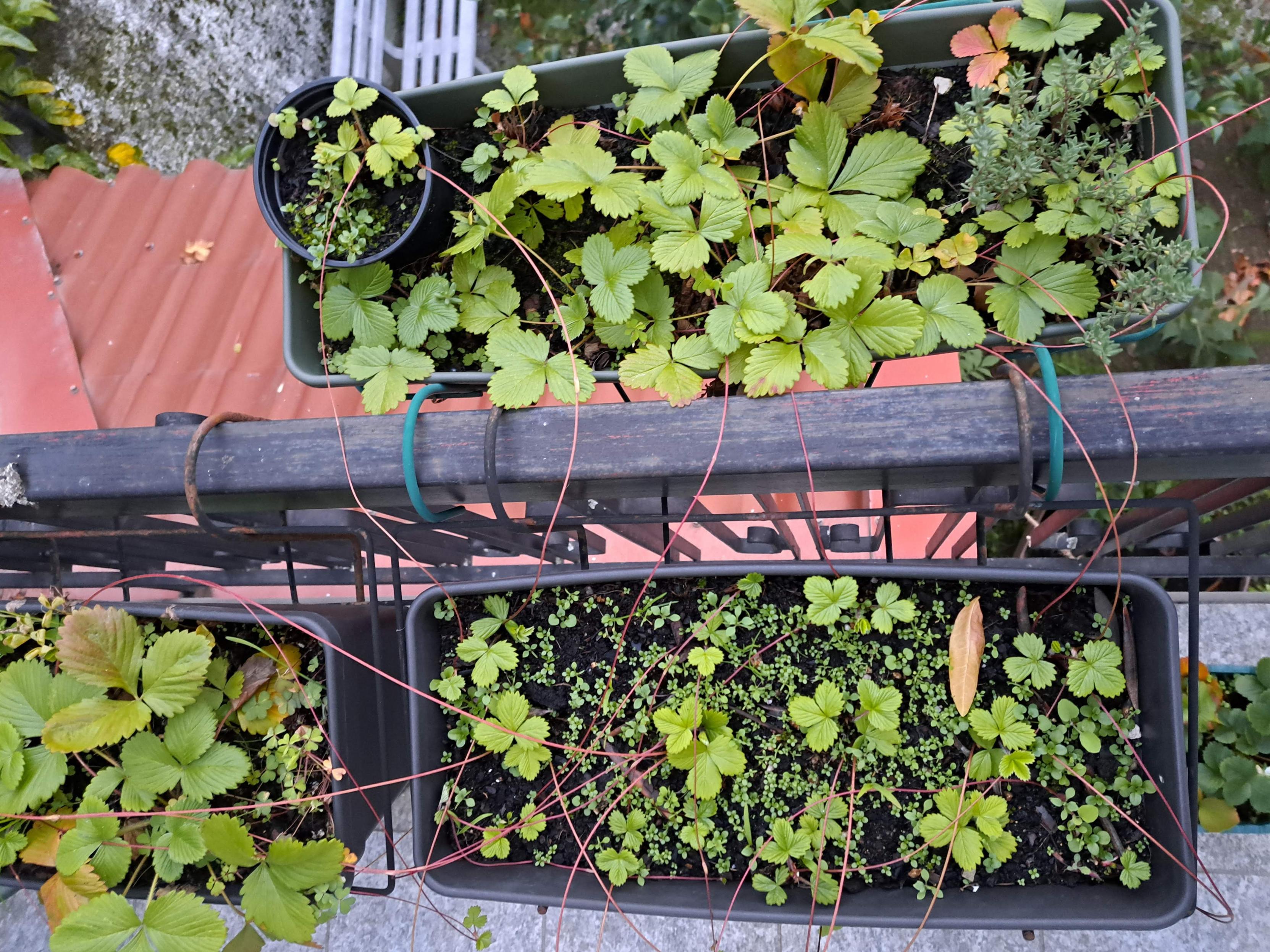 Organic patchwork making new strawberry connections