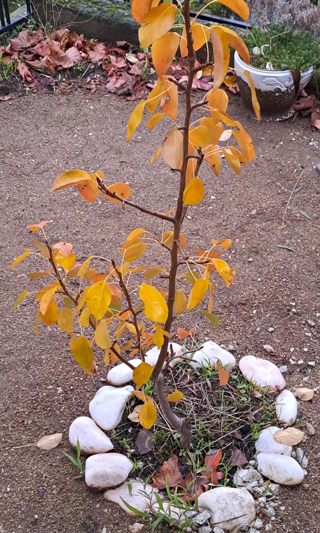 A young tree in fall colors