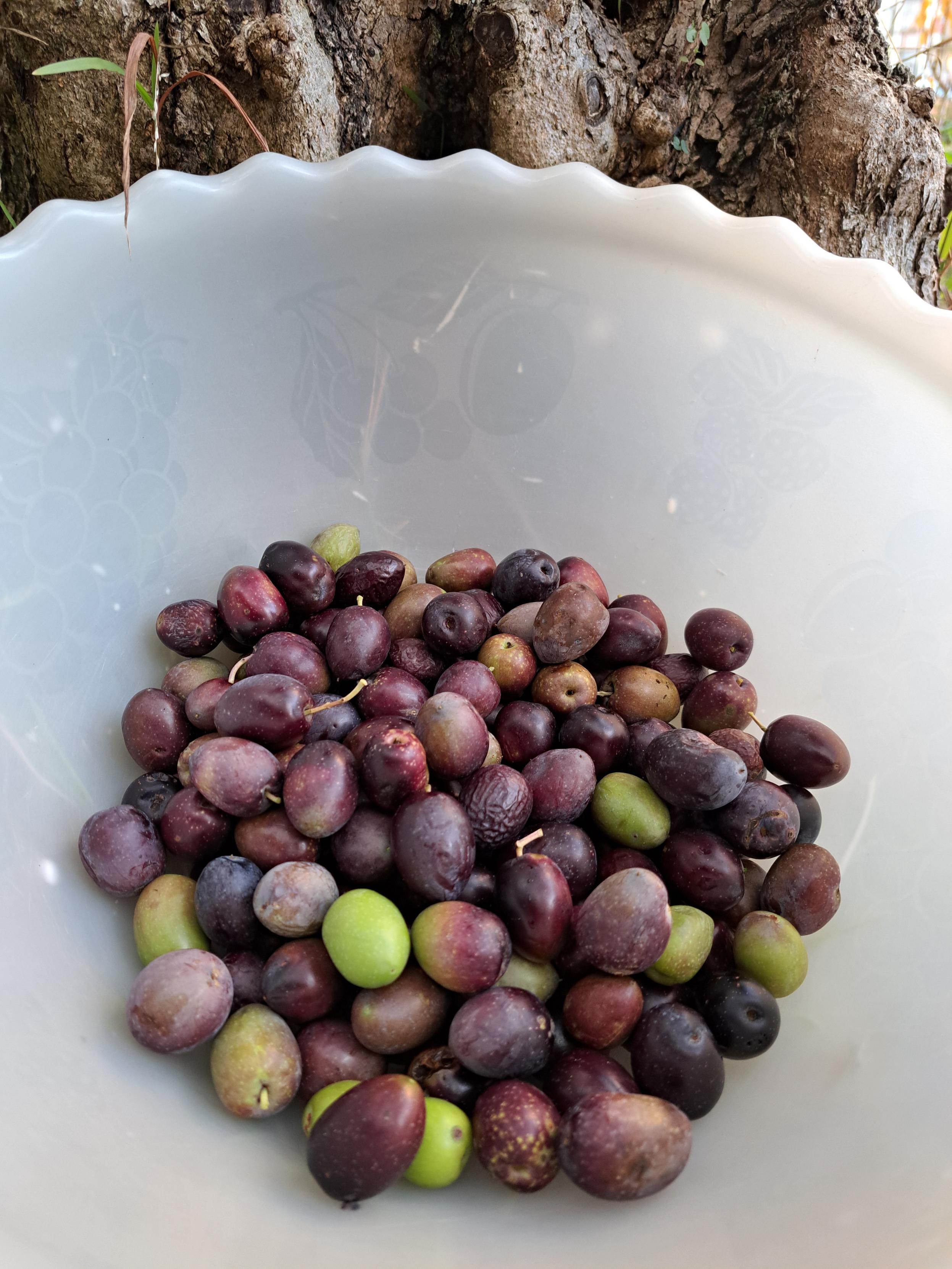 Olives 🫒 collected on a cup, near an olive tree trunk. This year we picked less than a Kilo, now let&rsquo;s see if we do better in preparing them&hellip;
