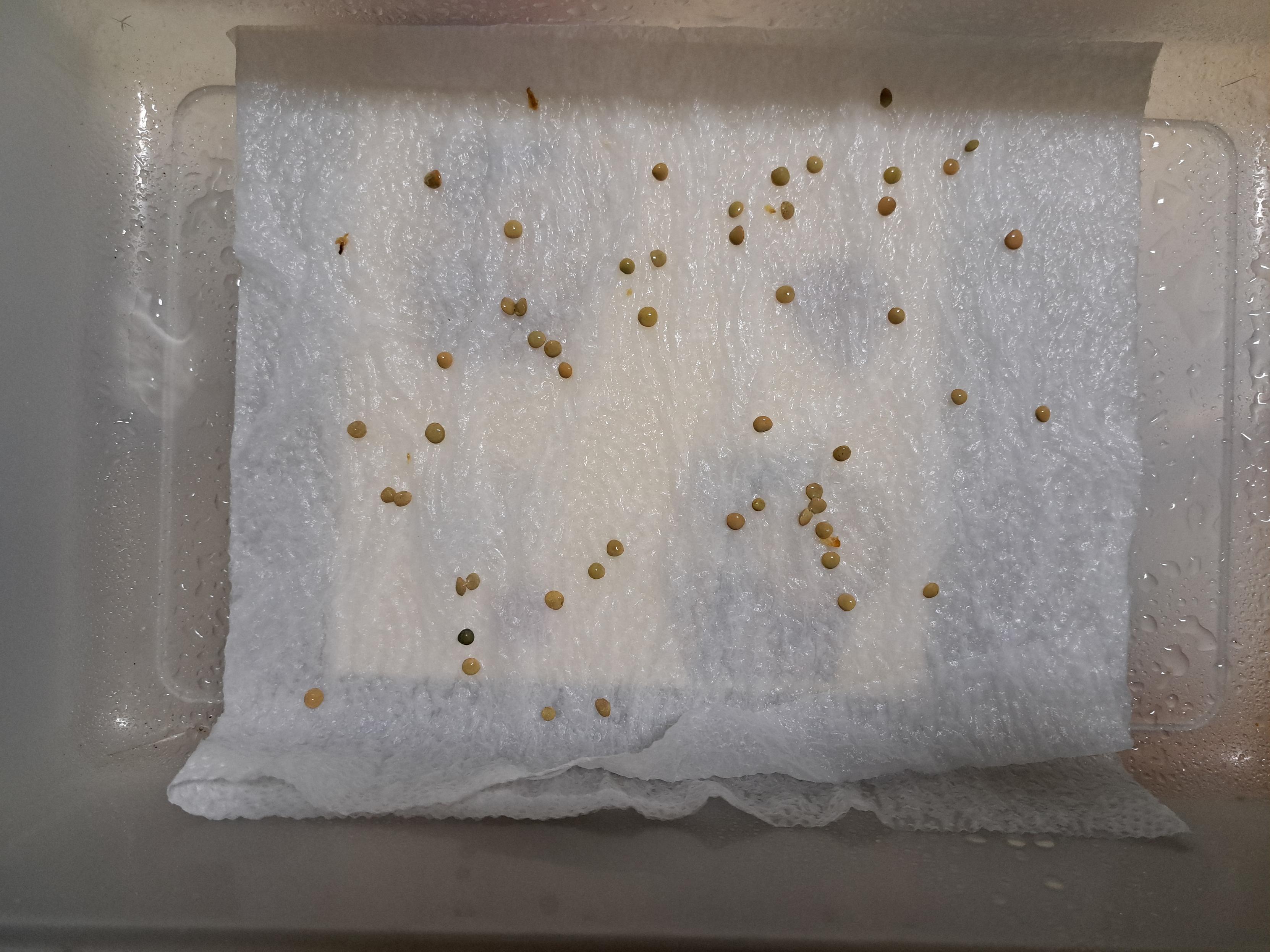 A lentil growing experiment: lentil seeds spread in a moist paper, wondering if they&rsquo;ll germinate